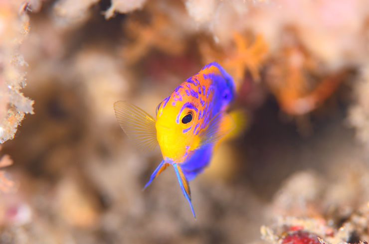 Fun diving　福浦2ビーチ																																																	