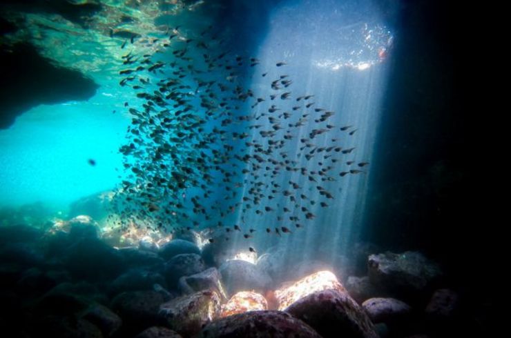 Fun diving　東伊豆&西伊豆2ビーチ																																																	