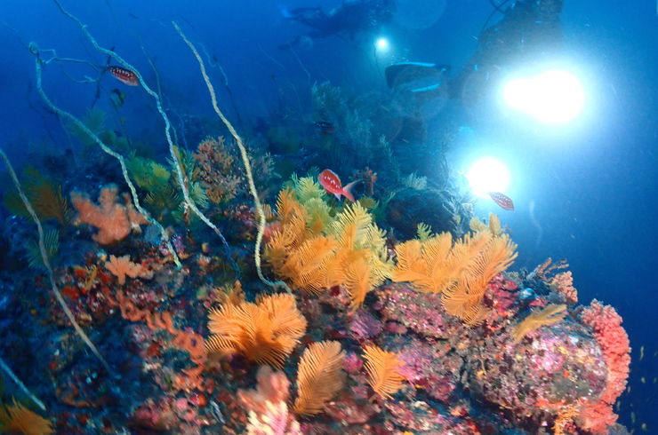 アドバンスコース　2日間５dive																																																	