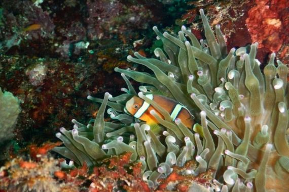 レスキューダイバーにもなれる