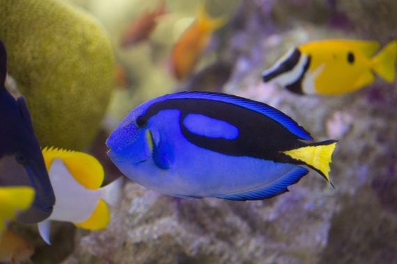 魅力的な水中生物の撮影