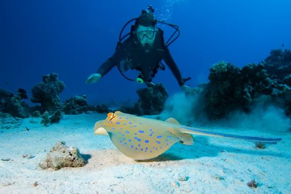 海中生物と触れ合う