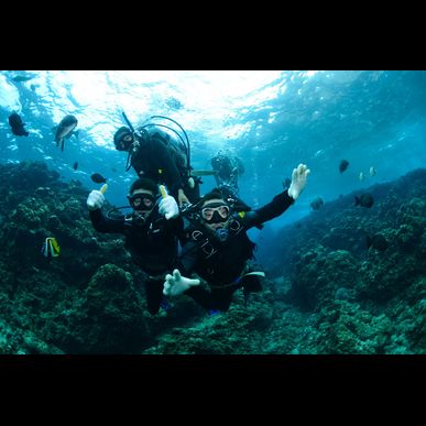 伊豆でダイビングや水中写真が楽しめます