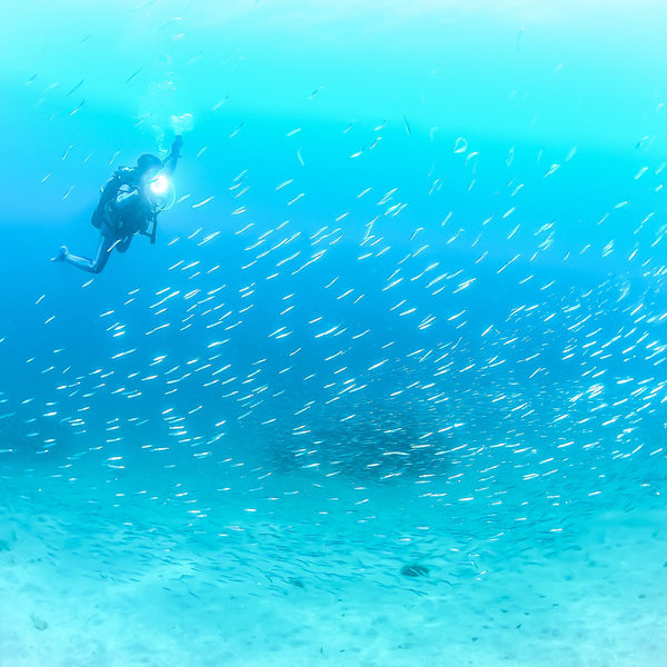 伊豆Ｎｏ1人気ポイント富戸で手ぶらでdiving　フルレンタル無料のCloverで