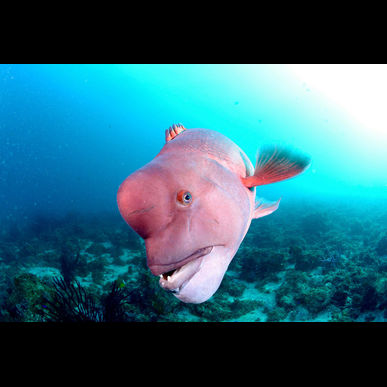 水中写真をとるならClover！デジカメレンタルも無料です！