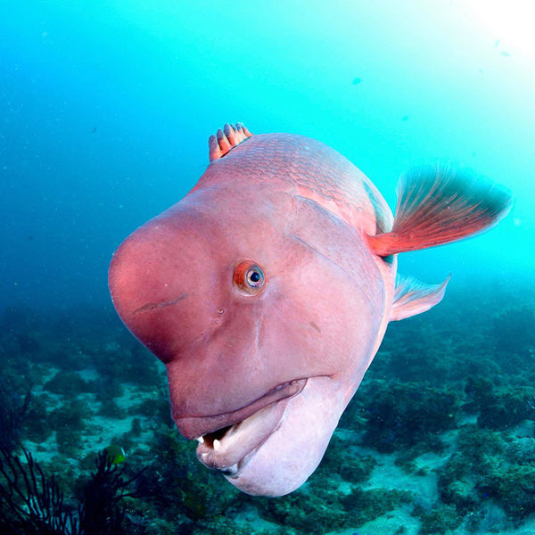 水中写真をとるならClover！デジカメレンタルも無料です！