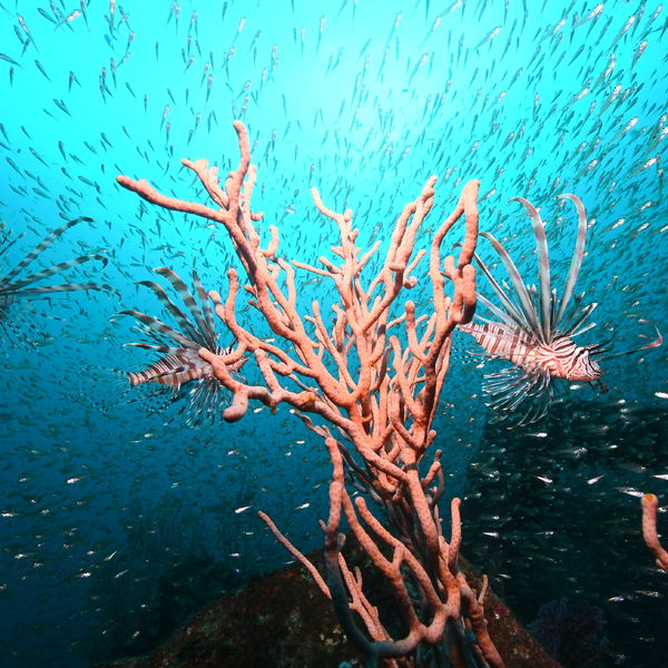 伊豆半島人気ＮＯ1ポイントでボートダイビング！