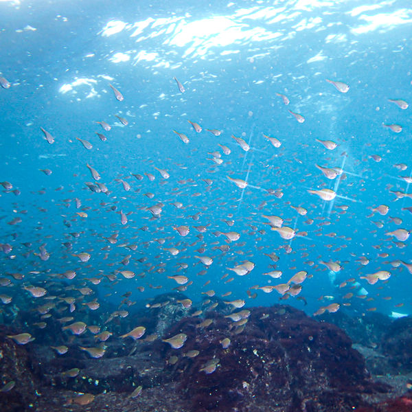 伊豆で潜るならレンタル器材無料のclorverへ！！ダイビングポイントのリクエスト可能♪