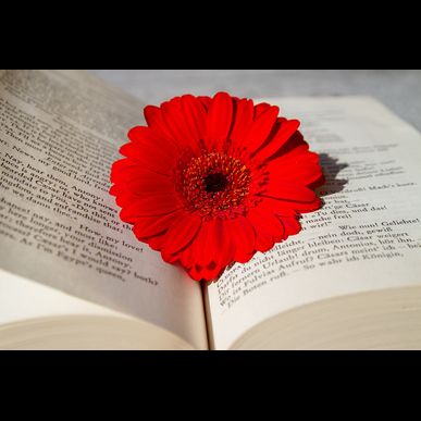 伊豆でウミウシ見るならCloverへ！！器材レンタル無料♪