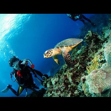 伊豆で潜るならClover Diving Serviceへ！！初心者もブランクダイバーも大歓迎！