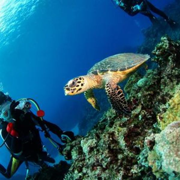 伊豆で潜るならClover Diving Serviceへ！！初心者もブランクダイバーも大歓迎！