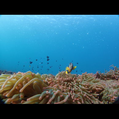 伊豆でダイビングするならCloverにお任せあれ！レンタル器材無料♪