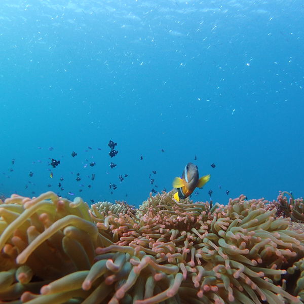 伊豆でダイビングするならCloverにお任せあれ！レンタル器材無料♪